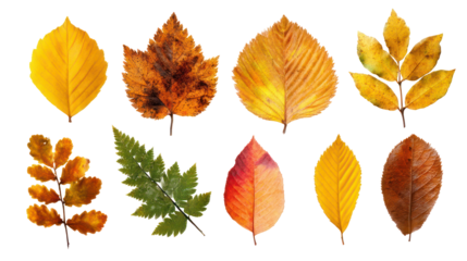 Collection of Fall Foliage Including Elm, Beech, and Oak on Transparent Background

