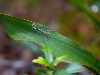 Praying Mantis on Leaf Close-Up Insect Photography in Natural Green Habitat