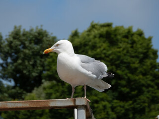 Seagull Perched on Wooden Rail with Trees and Blue Sky Background