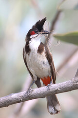 The Red-whiskered bulbul, also known as the Indian bulbul or orange-fronted bulbul is a passerine bird perched on a tree twig