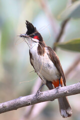 The Red-whiskered bulbul, also known as the Indian bulbul or orange-fronted bulbul is a passerine bird perched on a tree twig