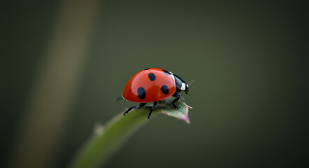 Obraz premium A small red spotted ladybug beetle on a green leaf with black spotsA small red spotted ladybug beetle on a green leaf with black spots