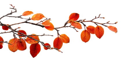 Twigs with Remaining Red-Orange Leaves in Natural Fall Colors on Transparent Background

