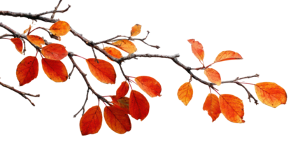 Twigs with Remaining Red-Orange Leaves in Natural Fall Colors on Transparent Background

