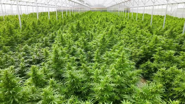 Large commercial greenhouse filled with rows of cultivated cannabis plants for medical use