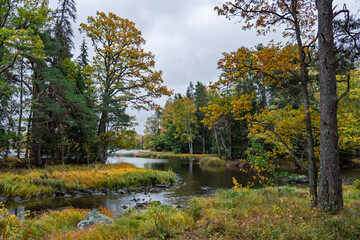 Swedish river and natural salmon landscape in autumn. Farnebofjarden national park in north of Sweden