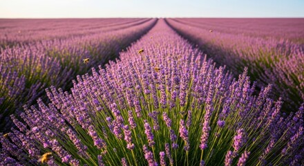 Naklejka premium Endless rows of blooming lavender stretch across a field under a clear sky