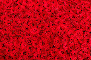 Red roses texture and background. Lot of red roses.
