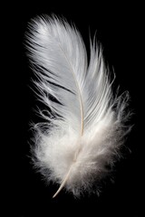 Obraz premium Delicate white feather against black