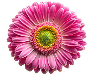 Photo of a vibrant pink gerbera daisy flower with a green and yellow center, showcasing its delicate petals in a closeup studio shot isolated on transparent background