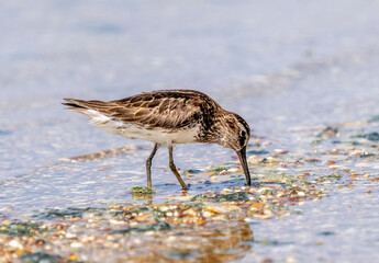 Broad_billed sandpiper feeding at the water's edge
