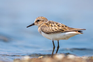 Little Stint bird feeding by the water
