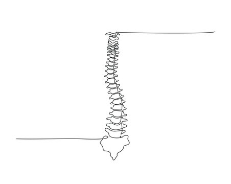 human chest bones outline illustration. Continuous line drawing of human chest part skeleton