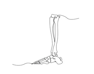 Feet and ankle bones  outline illustration. Continuous line drawing of human skeleton and foot anatomy