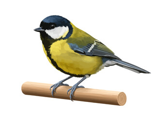Colorful Songbird Illustration | Yellow and Black Bird on Branch | Realistic Garden Bird Clipart for Nature Art, Education & Decor


