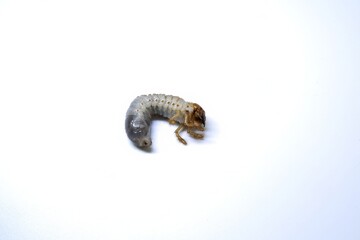 Chafer Beetle Larva on White Background – Close-Up Macro of Scarabaeidae Grub