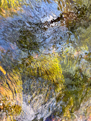 Abstract View of Green Moss Underwater in a Clear Creek