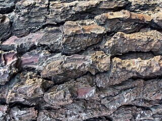 Macro Texture of Rough Pine Tree Bark
