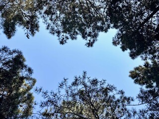 Looking Up at a Blue Sky Through a Frame of Pine Trees