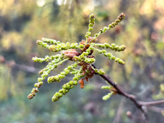 Macro Shot of Oak Catkins Beginning to Bloom in Spring