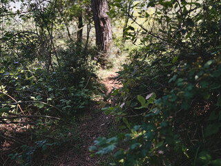 Narrow Hiking Trail Through a Dense Green Forest