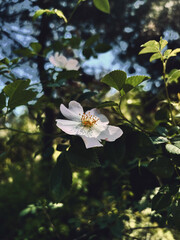 Fototapeta premium White Wild Rose in a Moody, Dark Forest