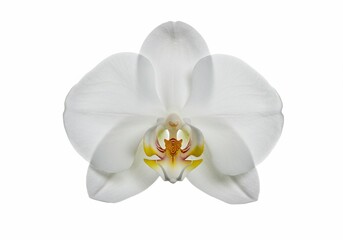 Elegant White Orchid Blossom with Yellow and Red Accents on a Clean White Background