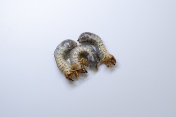 Chafer beetle larvae isolated on white background. Scarabaeidae grubs close-up, agricultural pest insects used as fishing bait or animal food. Macro view of curled larvae of May beetle.