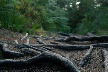 A close-up view of tangled tree roots on a forest floor path surrounded by green foliage