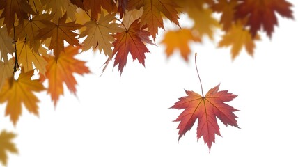 A captivating photograph of a single red maple leaf falling from a canopy of vibrant autumn foliage isolated on a white background.