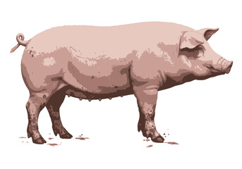 Realistic Pig Vector Illustration – Farm Animal Artwork in Side View – Livestock Graphic for Agriculture, Butchery, Educational, and Vintage Design Use

