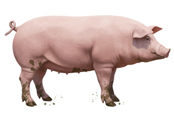 Realistic Pig Vector Illustration – Farm Animal Artwork in Side View – Livestock Graphic for Agriculture, Butchery, Educational, and Vintage Design Use

