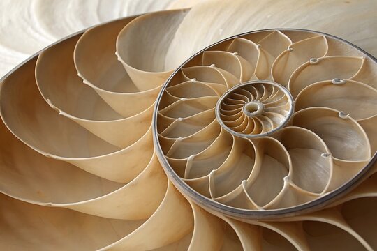 Close up of a nautilus shell s spiral chamber pattern