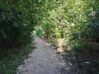 path in the forest