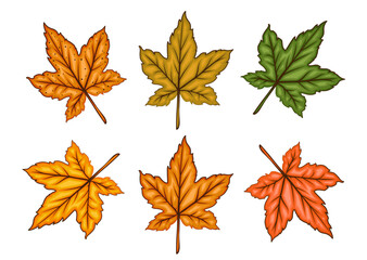 Fall leaves illustration on white. Autumn leaves set. Fall graphics for holiday cards, templates, thanksgiving design. Leaf Carton illustration. Botanical Design for harvest festival