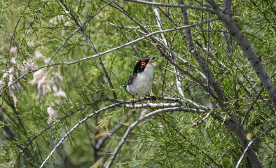 Profile Of A Male Sardinian Warbler (Curruca Melanocephala)