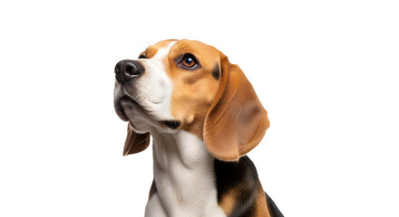 Adorable Beagle Puppy Dog Looking Up Cute Pet Animal Dog Breed Canine Friend Loyal Companion Happy Dog Portrait White Background