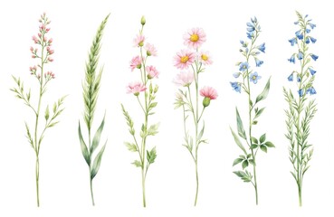 Fototapeta premium Watercolor illustration of wild floral collection featuring pink daisies, bluebells, green grass stalks. Delicate hand-drawn botanical elements on white background, perfect for invitations, greeting