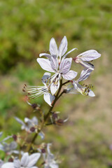 Burning bush flower - Latin name - Dictamnus albus