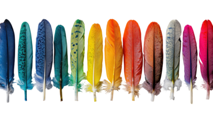 Row of colorful bird feathers in a spectrum of hues