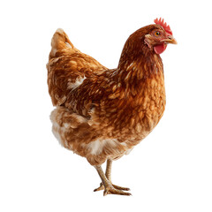 Fototapeta premium Brown hen standing isolated on transparent background