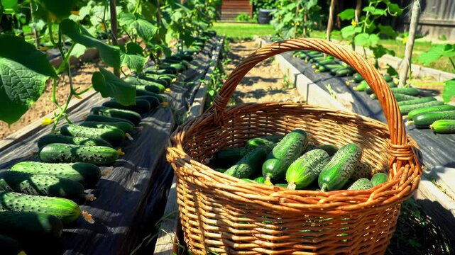 Cucumber Harvest: Freshly Picked Vegetables in Wicker Basket