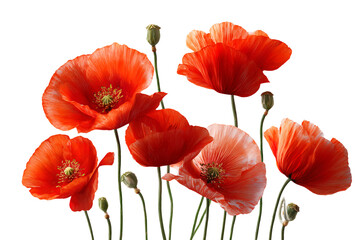 Naklejka premium Beautiful red poppy flowers isolated on transparent background