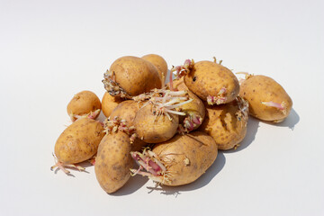 Sprouted potatoes past their prime on a white background.