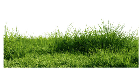 Stylized green grass field isolated on transparent background, 3D rendering of natural lush pasture, flat meadow cover, serene peaceful landscape, vibrant nature scene © Vintage studio