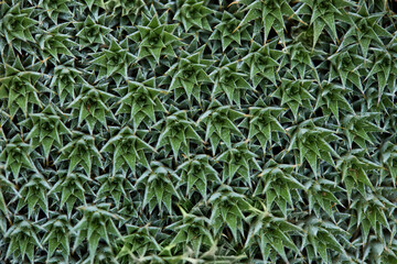 Deuterocohnia brevifolia or short-leaved bromeliad succulent plant 
