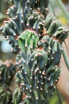 Cereus peruvianus  (monstrosus) in botanical garden