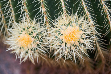 Closeup image of Golden Barrel Cactus or Echinocactus grusonii in botanic garden