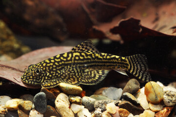 Tiger Hillstream Loach (Sewellia lineolata) 