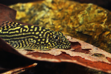 Tiger Hillstream Loach (Sewellia lineolata) fish face close up